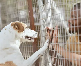 Imagem ilustrativa da imagem Cérebro de cachorros capta várias emoções no rosto humano, diz estudo