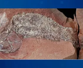 Imagem ilustrativa da imagem Fóssil raro de peixe pré-histórico é descrito em Mato Grosso