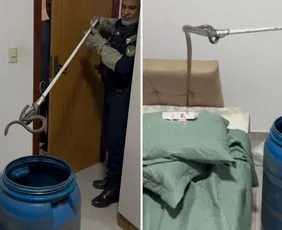 Imagem ilustrativa da imagem Serpente é resgatada dentro de quarto em Vila Velha