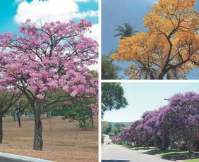 Imagem ilustrativa da imagem Serra terá mais 10 mil árvores nas ruas para enfrentar o calor