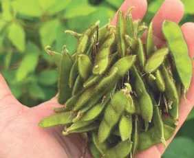 Imagem ilustrativa da imagem Soja abre nova fronteira para o agronegócio no Espírito Santo
