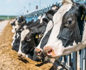 Imagem ilustrativa da imagem União Europeia suspende carnes do Brasil; entenda impacto e próximos passos