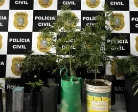 Imagem ilustrativa da imagem 15 pés de maconha são apreendidos em estrutura de cultivo clandestino na Serra
