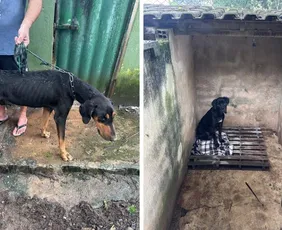 Imagem ilustrativa da imagem Adestrador de animais é preso por maus-tratos a cães em Guarapari