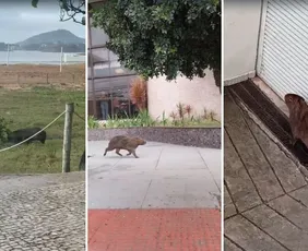 Imagem ilustrativa da imagem Capivara entra em hotel após ser flagrada "passeando" pela orla de Camburi
