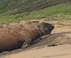 Imagem ilustrativa da imagem Elefante-marinho surpreende banhistas ao descansar em praia de Linhares