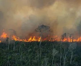 Imagem ilustrativa da imagem Ibama aplica R$ 2 milhões em multas por incêndios ilegais na Amazônia