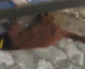 Imagem ilustrativa da imagem Morte de gatos em Vila Velha: laudo aponta traumatismo em um dos animais