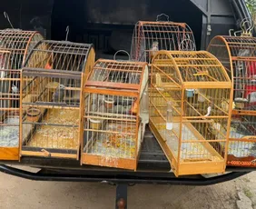 Imagem ilustrativa da imagem Polícia apreende sete pássaros silvestres mantidos irregularmente em Cariacica