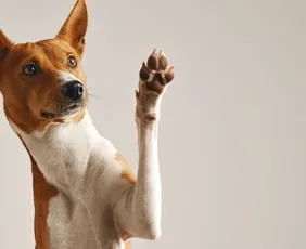 Imagem ilustrativa da imagem Projeto científico inédito dos EUA busca aumentar tempo de vida dos cachorros