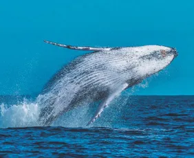 Imagem ilustrativa da imagem Satélites vão rastrear baleias no litoral do Espírito Santo