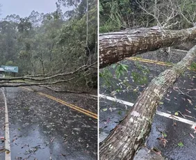 Imagem ilustrativa da imagem Temporal derruba árvores, arranca telhados e alaga ruas no ES
