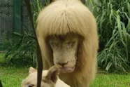 Imagem ilustrativa da imagem Leão com franja é fotografado em zoológico na China