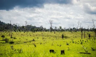 Imagem ilustrativa da imagem Amazônia registra desmatamento de 2.000 campos de futebol por dia em 2022