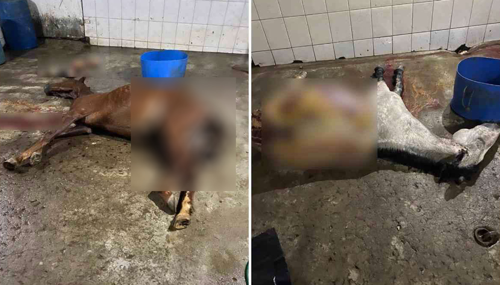 Açougue vendia carne de cavalo como se fosse de boi e polícia