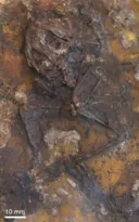 Imagem ilustrativa da imagem Sexo matou sapos pré-históricos
