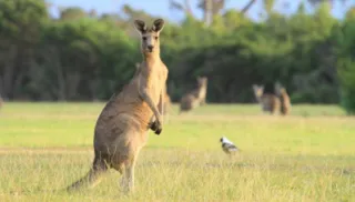 Imagem ilustrativa da imagem Homem morto por canguru na Austrália criava animal desde filhote