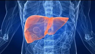Imagem ilustrativa da imagem A importância visceral do fígado
