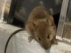 Imagem ilustrativa da imagem Idosa alimenta ratos que infestaram sua casa e gera confusão com vizinhos