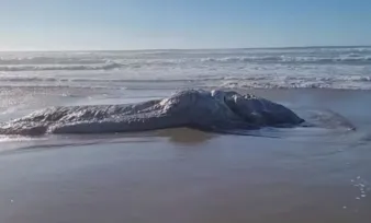 Imagem ilustrativa da imagem VÍDEO | Casal encontra "monstro marinho" em praia