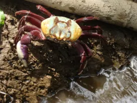 Imagem ilustrativa da imagem Captura de caranguejo-uçá começa a ser proibida nesse fim de semana no ES