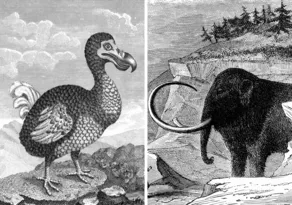 Imagem ilustrativa da imagem Chances de trazer mamute e dodô de volta à vida são baixas