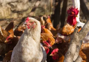 Imagem ilustrativa da imagem Homem é preso após matar mais de mil galinhas de vizinho com sustos