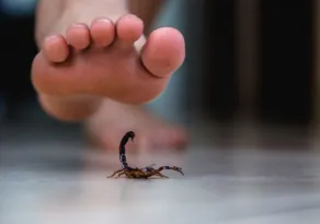 Imagem ilustrativa da imagem Menino fica sem andar e sem enxergar após picada de escorpião no CE