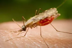 Imagem ilustrativa da imagem Brasil testa nova droga e busca protocolo de cura radical para malária