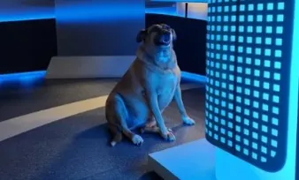 Imagem ilustrativa da imagem VÍDEO | Cadela caramelo invade estúdio durante telejornal e diverte espectadores