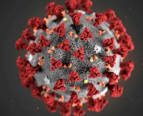 Imagem ilustrativa da imagem Novo teste detecta infecção por coronavírus em diferentes espécies animais