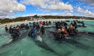 Imagem ilustrativa da imagem Ao menos 51 baleias-piloto morrem após encalhar em praia da Austrália