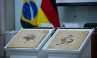 Imagem ilustrativa da imagem Após quase 30 anos, Alemanha devolve fóssil do CE