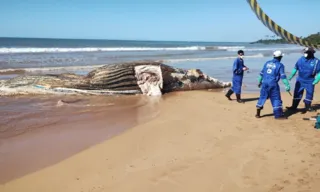 Imagem ilustrativa da imagem Baleia de 11 metros é encontrada morta em praia do Norte do ES