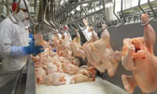 Imagem ilustrativa da imagem Especialista prevê preço do frango mais barato no ES