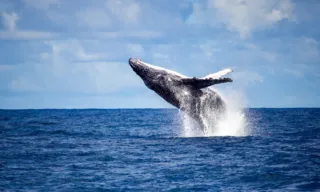 Imagem ilustrativa da imagem Mais de 20 mil baleias de volta ao ES