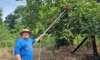 Imagem ilustrativa da imagem Morador de Guarapari tem produção de fruta exótica