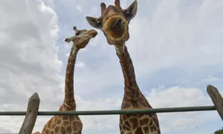 Imagem ilustrativa da imagem Morre quarta girafa importada ilegalmente da África do Sul