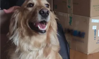 Imagem ilustrativa da imagem VÍDEO | Cachorra levada em assalto é devolvida após donos pagarem recompensa
