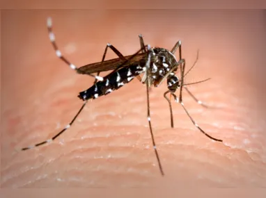 Imagem ilustrativa da imagem Notificações de zika vírus aumentam no país em relação a 2022