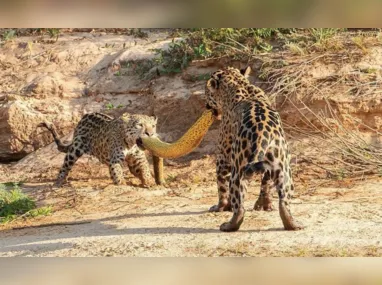 Imagem ilustrativa da imagem Onças-pintadas são flagradas num cabo de guerra com sucuri no Pantanal