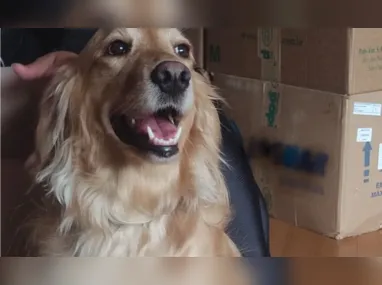 Imagem ilustrativa da imagem VÍDEO | Cachorra levada em assalto é devolvida após donos pagarem recompensa