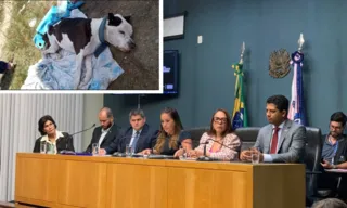 Imagem ilustrativa da imagem Dono de pitbull abandonado é identificado por chip