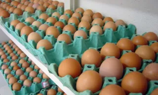 Imagem ilustrativa da imagem Especialistas dizem por que o ovo está mais barato
