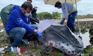 Imagem ilustrativa da imagem Filhote de baleia encalha em praia da Serra