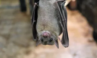 Imagem ilustrativa da imagem Mulher resgata morcego doente e coloca prédio inteiro de quarentena