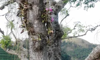 Imagem ilustrativa da imagem Orquídea em extinção é achada no Espírito Santo