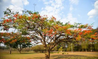 Imagem ilustrativa da imagem Primavera começa às 3h50 deste sábado