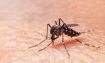Imagem ilustrativa da imagem Dengue tipo 3 pode ser grave para quem já teve a doença, alertam especialistas
