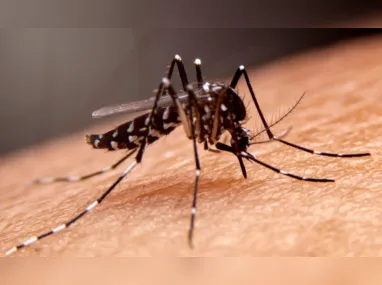 Imagem ilustrativa da imagem Casos de dengue aumentam 10 vezes este ano no ES
